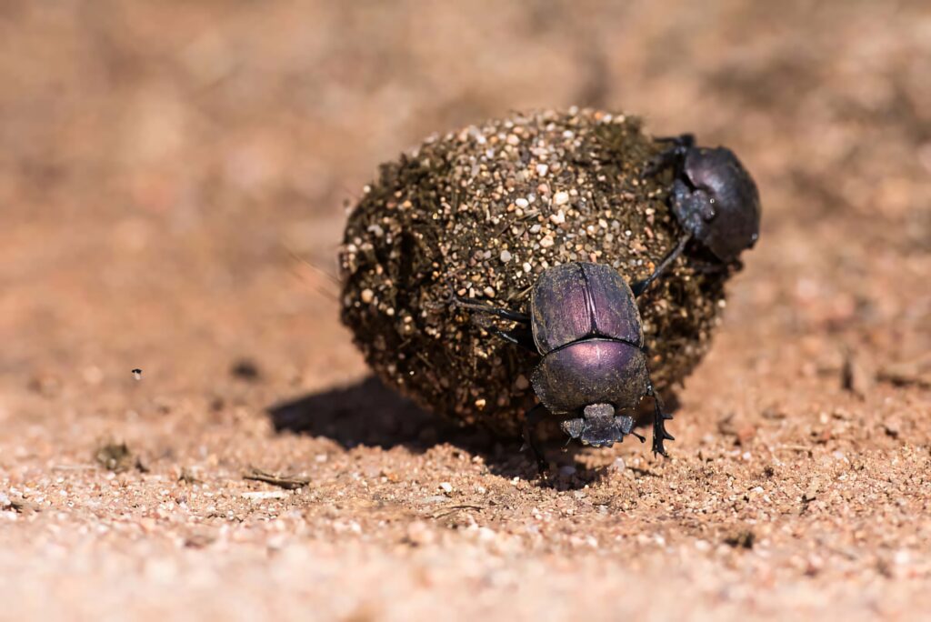 Close-up of dung beetle rolling textured dirt ball on sandy surface showing strength and detail Wallpaper
