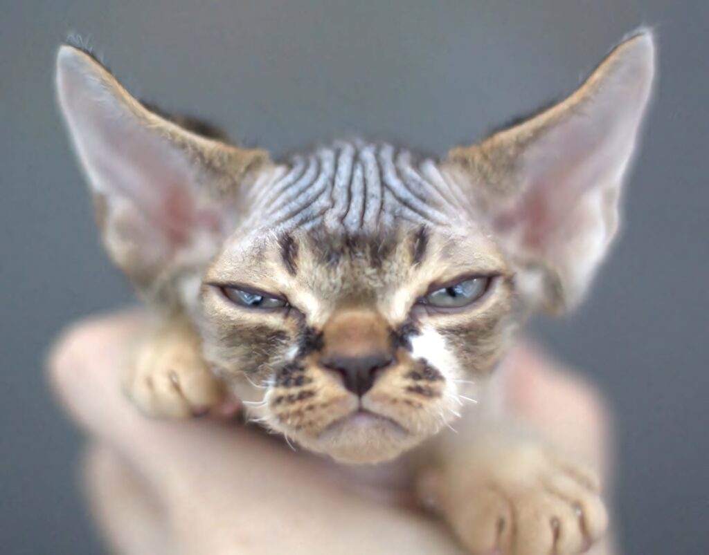 Playful Devon Rex Cat Wallpaper: Unique Wrinkled Skin & Large Ears
