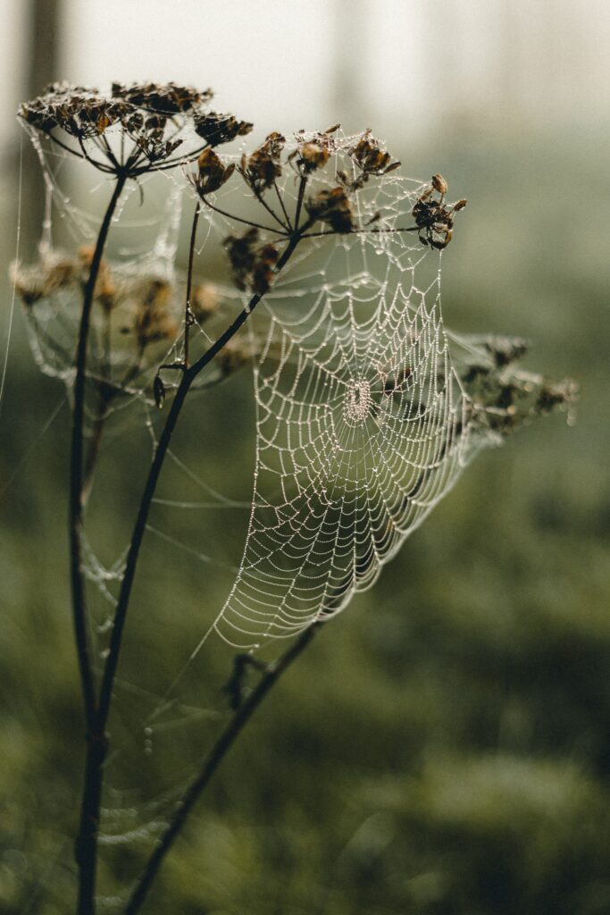 Dew-Covered Cobweb Macro: Nature's Intricate Beauty Wallpaper