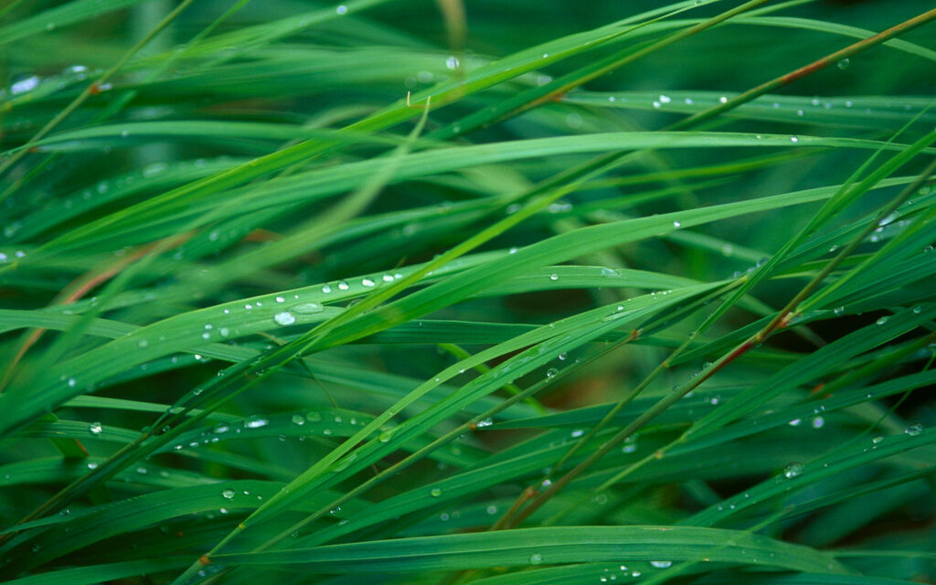Glistening Dewdrops on Vibrant Green Blades: A Refreshing HD Nature Closeup Wallpaper