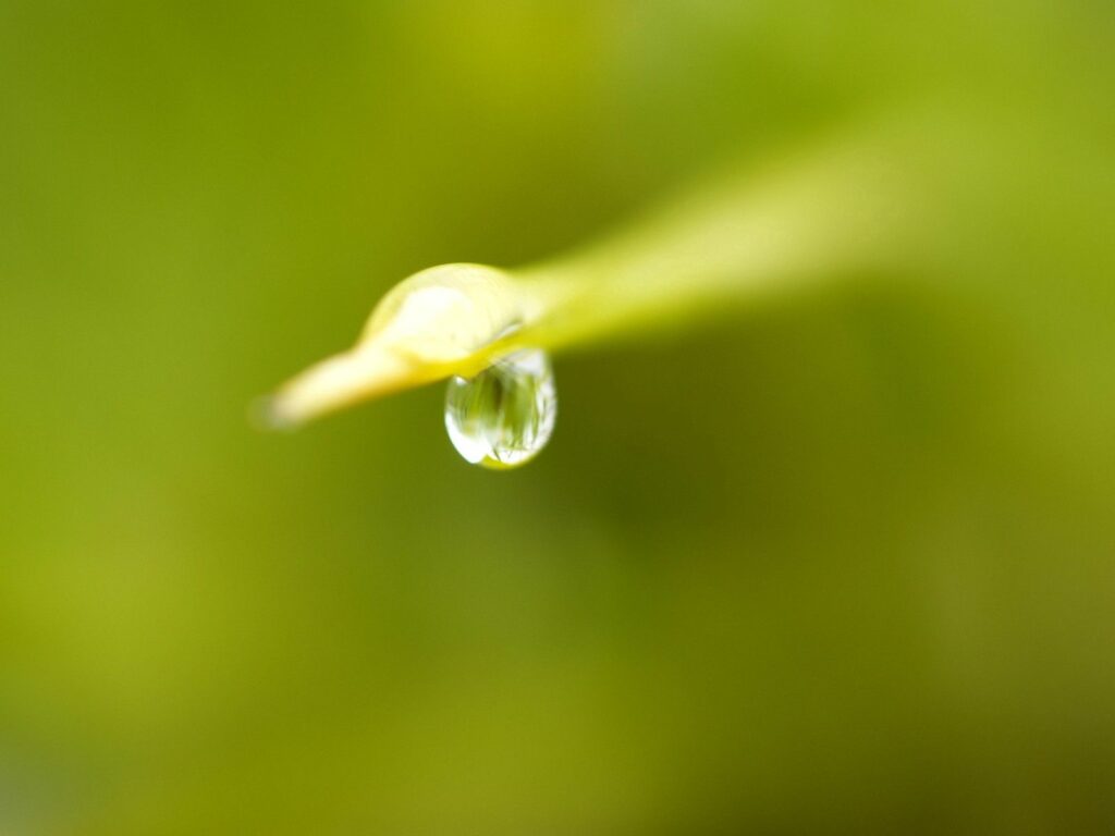 Close-Up Dew Drop on Leaf: Soft Green Blurred Background Wallpaper
