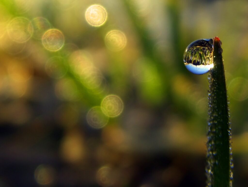 Dew Drop on Grass - Stunning Bokeh Wallpaper Background