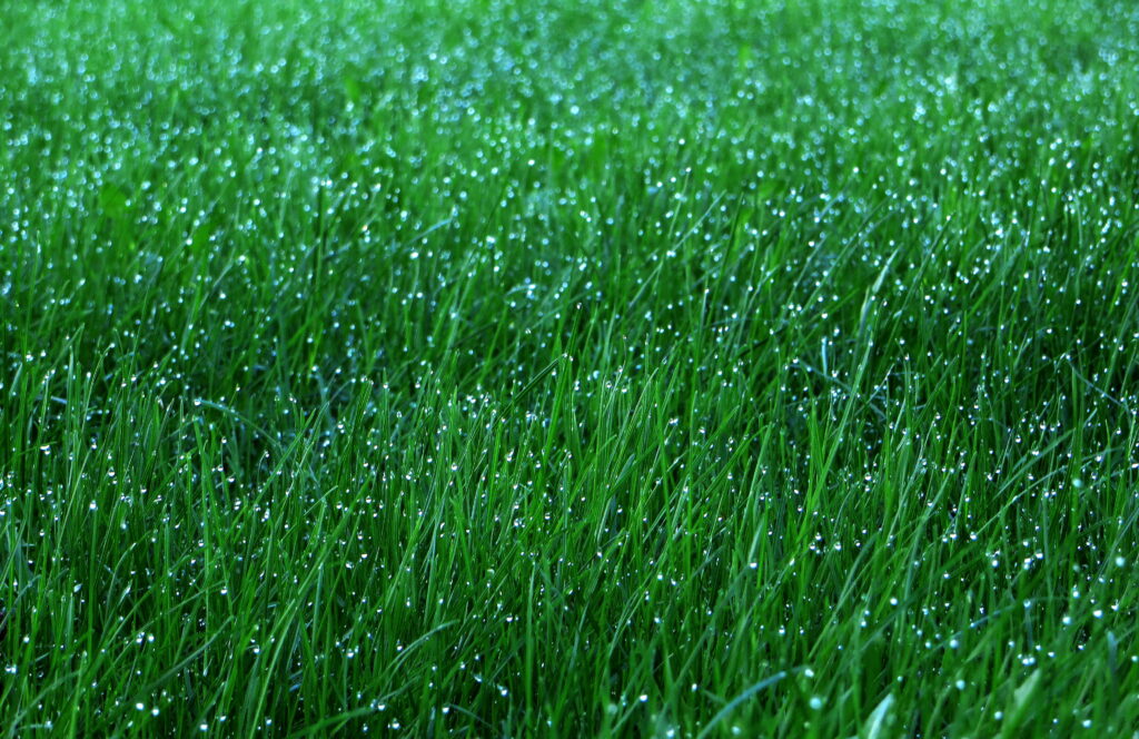 Glistening Blades: A Macro Delight Capturing Dew Drops on Green Grass - HD Wallpaper Background