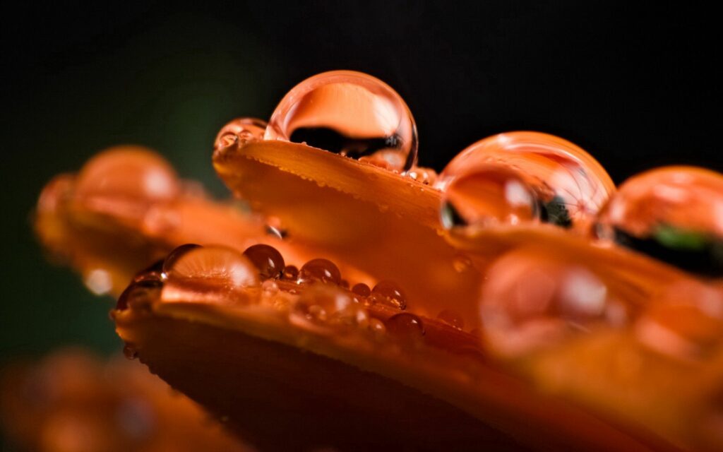 Close-Up of Dew Drops on Orange Petals - Soft Focus Wallpaper
