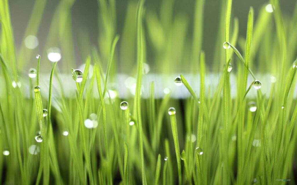 Refreshing Morning Bliss: HD Wallpaper Featuring Green Grass Covered in Glistening Dew