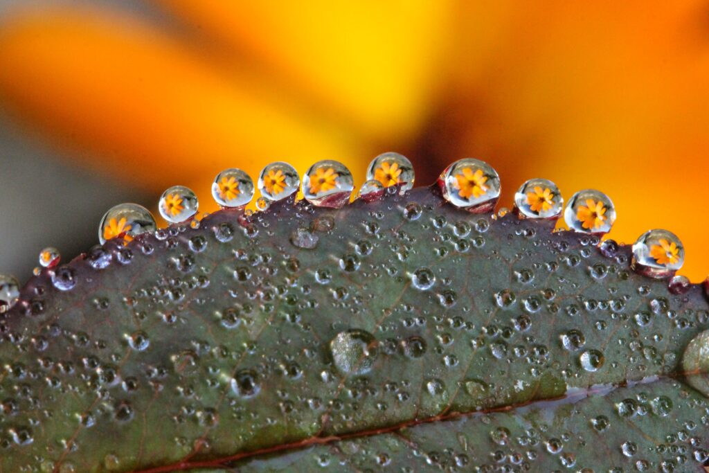 Vibrant Leaf with Dewdrops Reflecting Yellow Flowers - Nature Wallpaper
