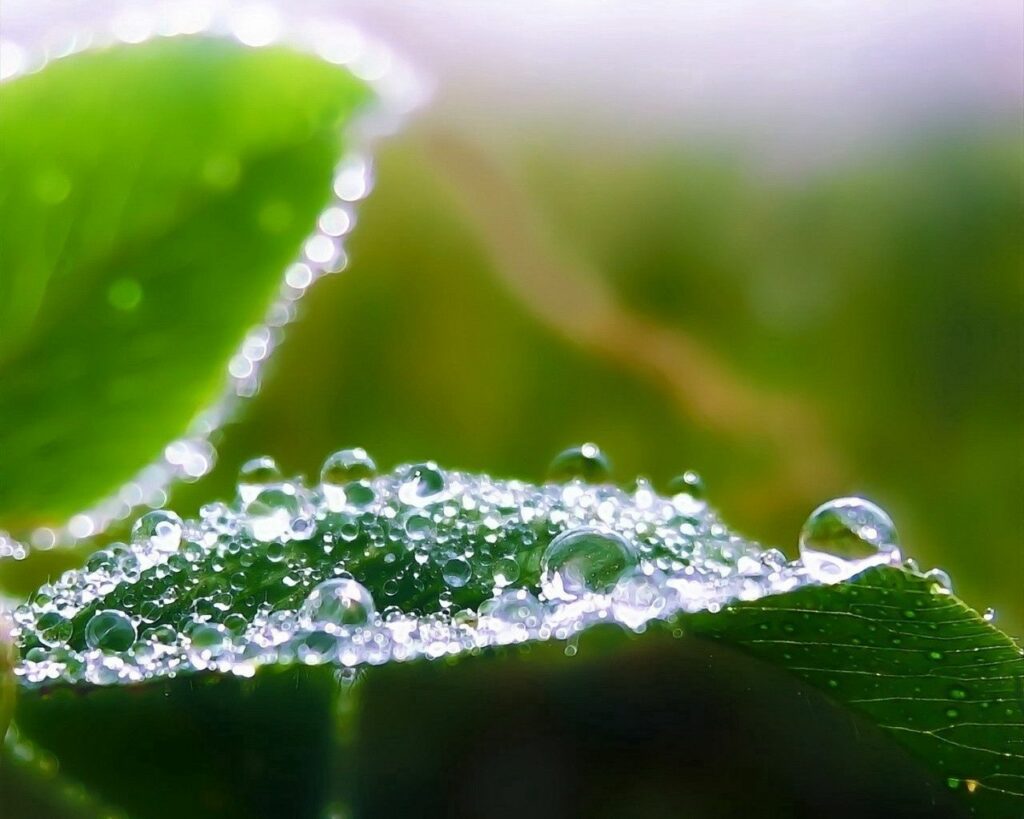 Dewdrops on Green Leaves: Nature-Inspired Wallpaper Background