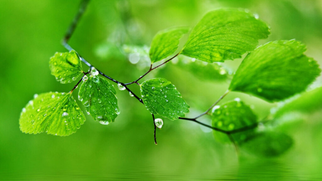 Glistening Foliage: Capturing the Refreshing Morning Dew in a Lush Green Nature Wallpaper