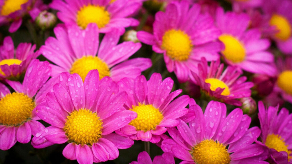 Rainy Blossoms: Captivating Dew-Kissed Pink Daisy Aesthetics Wallpaper