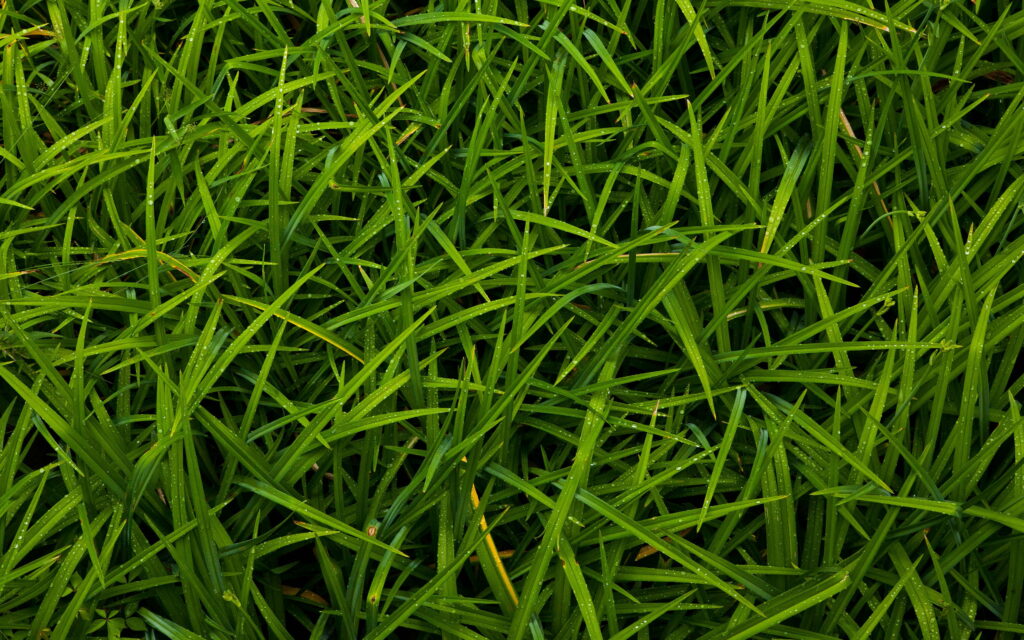 Close-up 4K macro photo of vibrant green grass blades with fresh morning dew droplets Wallpaper