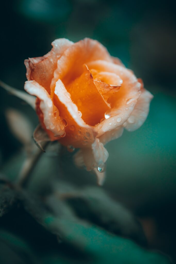 Close-Up Dewy Rose Wallpaper with Soft Blurred Background