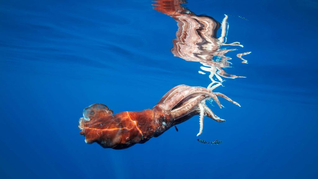 Diamondback squid swimming in deep blue ocean with striped fish and sunlight reflection Wallpaper