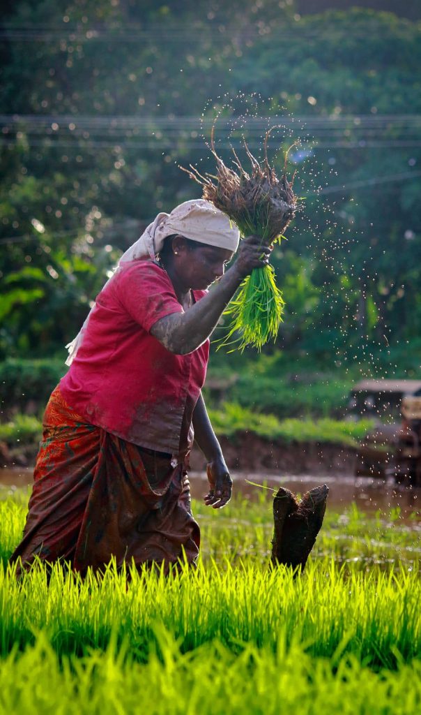 Woman in red planting green rice seedlings in muddy paddy with water droplets spraying around Wallpaper