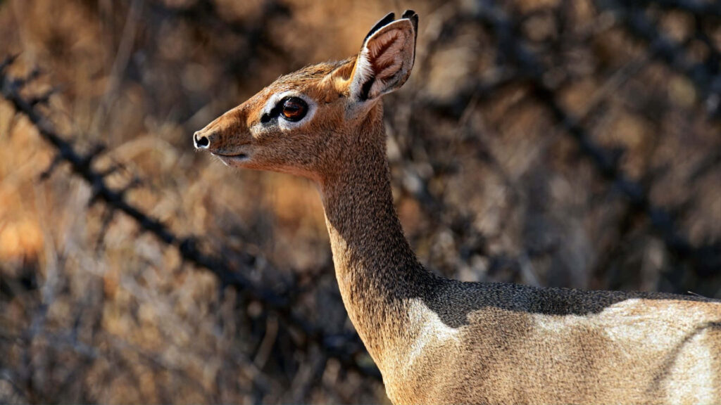 Close-up of a dik-dik small African antelope in warm earthy tones with blurred natural background Wallpaper