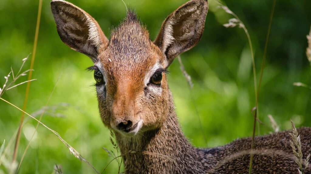 Close-up of dik-dik antelope with large eyes and soft fur in vibrant green natural background wallpaper