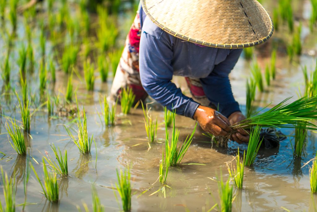 Farmer in traditional conical hat planting rice seedlings in sunlit flooded paddy field rural life Wallpaper