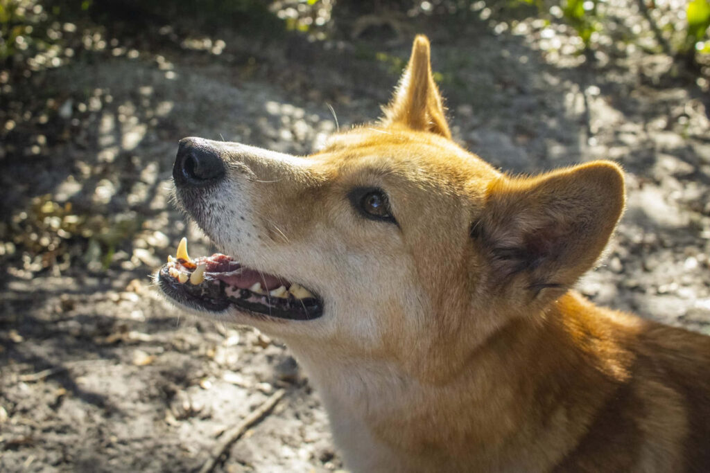 Dingo Relaxing in Sunlit Shade: Beautiful Nature Wallpaper