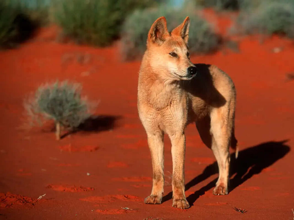 Dingo on Red Soil: Captivating Australian Outback Wallpaper