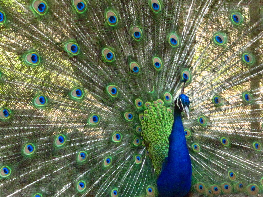 Majestic peacock displaying vibrant iridescent tail feathers with distinct eye patterns outdoors Wallpaper