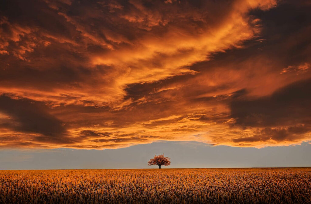 Serene Spring Serenade: Captivating Laptop Wallpaper of a Remote Brown Leaf Tree beneath a Radiant Orange Sky