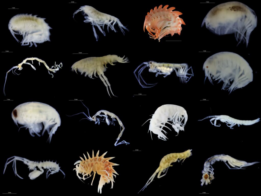 Diverse colorful amphipods with intricate details on black background wallpaper design