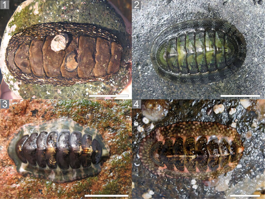 Four chiton species with distinct shell patterns textures in earthy tones marine mollusk wallpaper