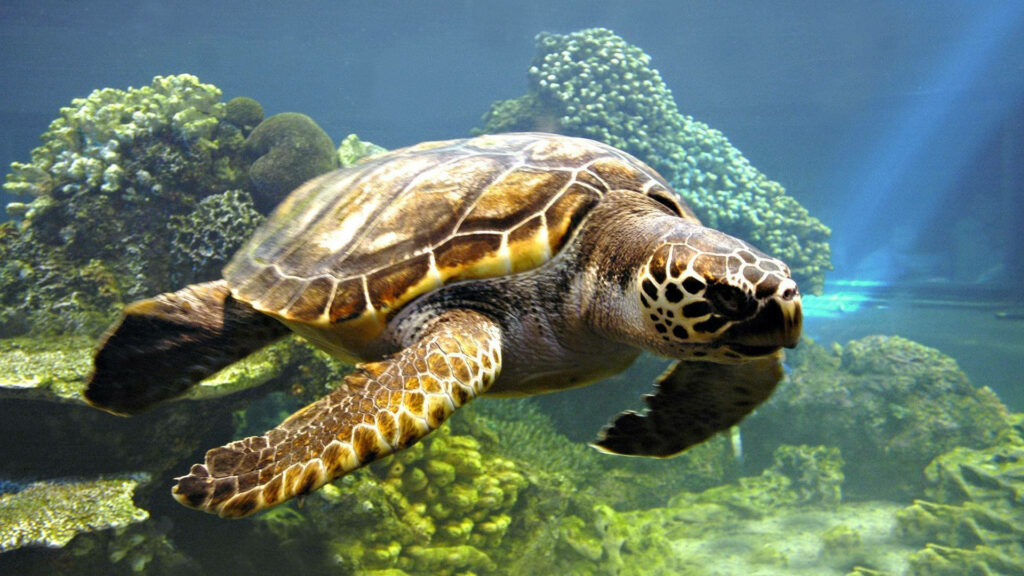 Marine Majesty: Serene Sea Turtle Gliding Amidst Vibrant Corals - 1920x1080 Full HD Background Wallpaper
