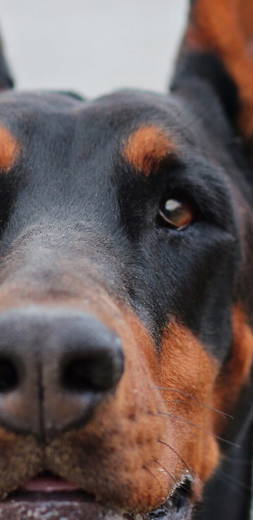 Close-up of Dobermann dog face with sharp eyes black rust fur sleek coat natural light wallpaper