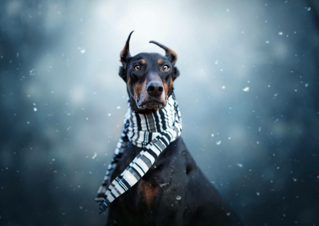 Dobermann with sleek black tan coat wearing striped scarf against snowy blue winter background Wallpaper