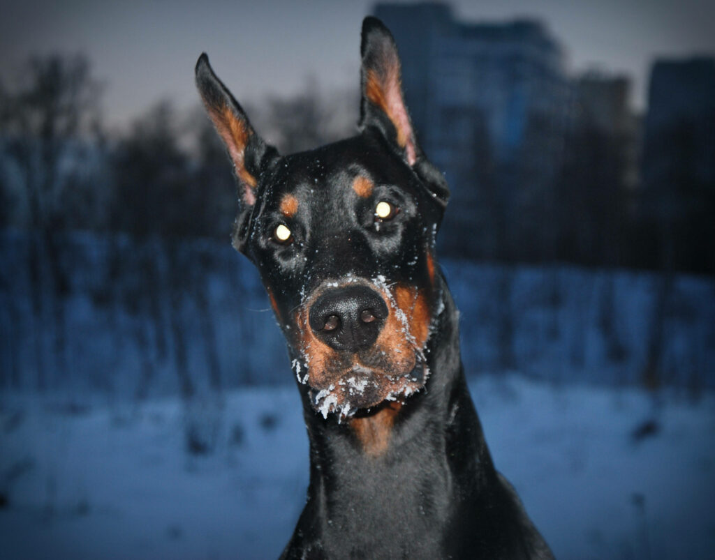 Dobermann standing alert on snowy ground with cityscape background sleek black tan coat Wallpaper