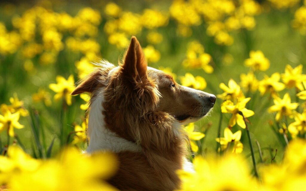 Dog Profile in Blurred Background with Bright Yellow Flowers Wallpaper