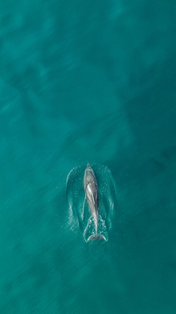 Aerial Dolphin Wallpaper: Graceful Glide in Turquoise Ocean
