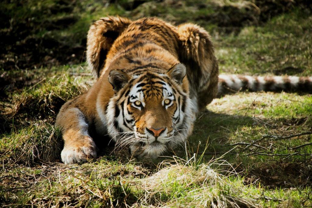King of the Grasslands: Majestic Tiger Conquers its Hunting Grounds Wallpaper