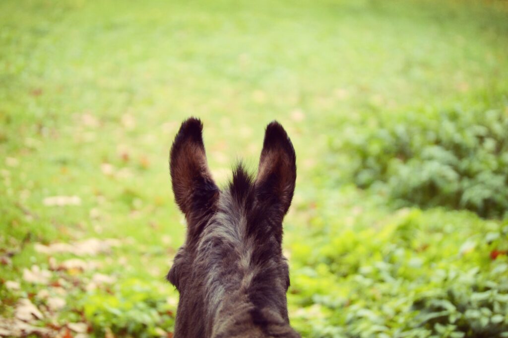 Donkey Wallpaper: Back View with Prominent Ears & Soft Green Background