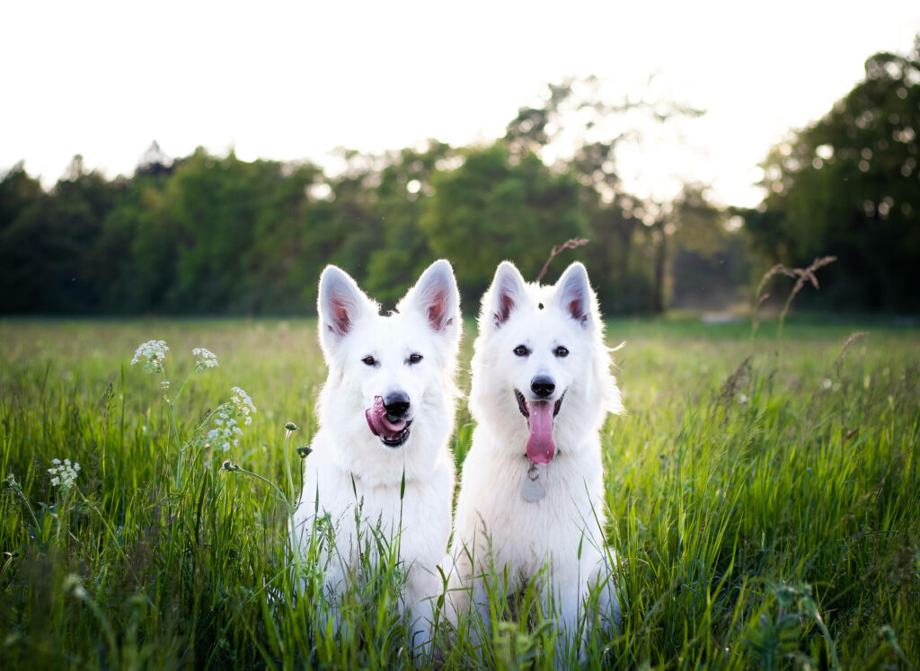 Double the Cuteness: Smiling White Swiss Shepherd Duo Spreading Happiness on Green Meadows Wallpaper