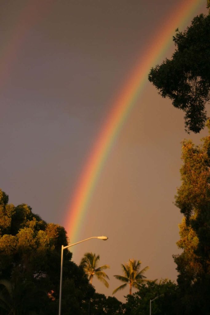 Double rainbow over palm tree lined street at sunset with warm golden light and moody sky Wallpaper