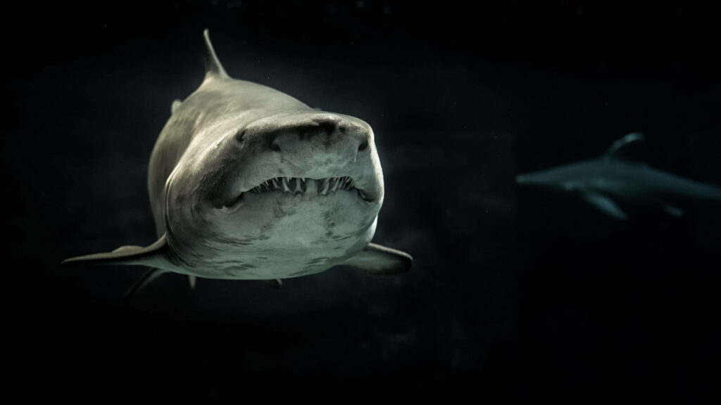 Two menacing sharks glide through dark ocean depths with sharp teeth and dramatic lighting wallpaper