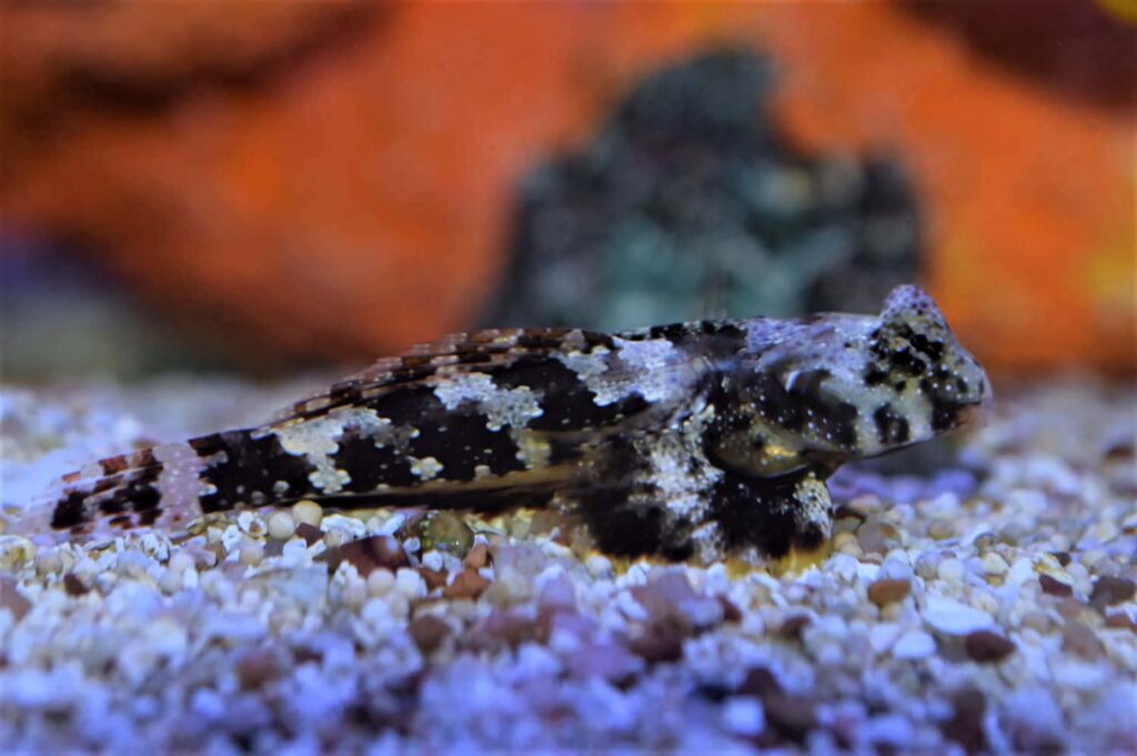 Dragonet fish camouflaged on pebbled substrate with earth tones and glowing blue orange background Wallpaper