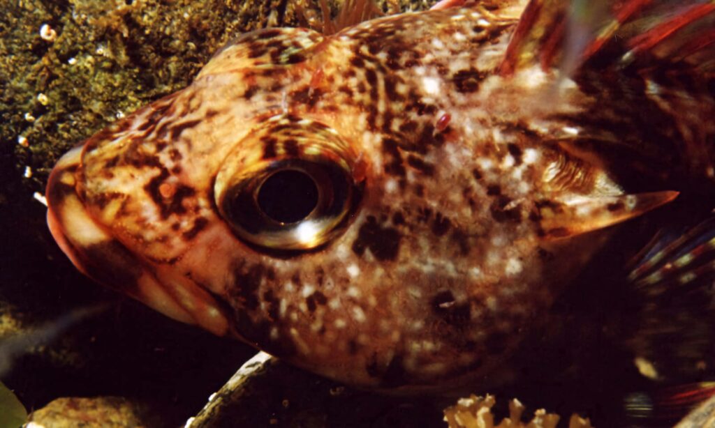 Closeup of spotted Dragonet fish with intricate patterns and textured scales in earthy tones Wallpaper