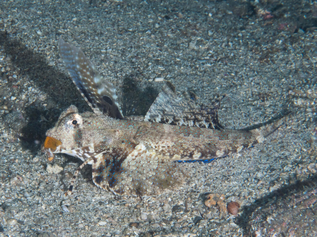 Dragonet Flying Gurnard on sandy ocean floor showcasing detailed patterns and wing-like fins Wallpaper