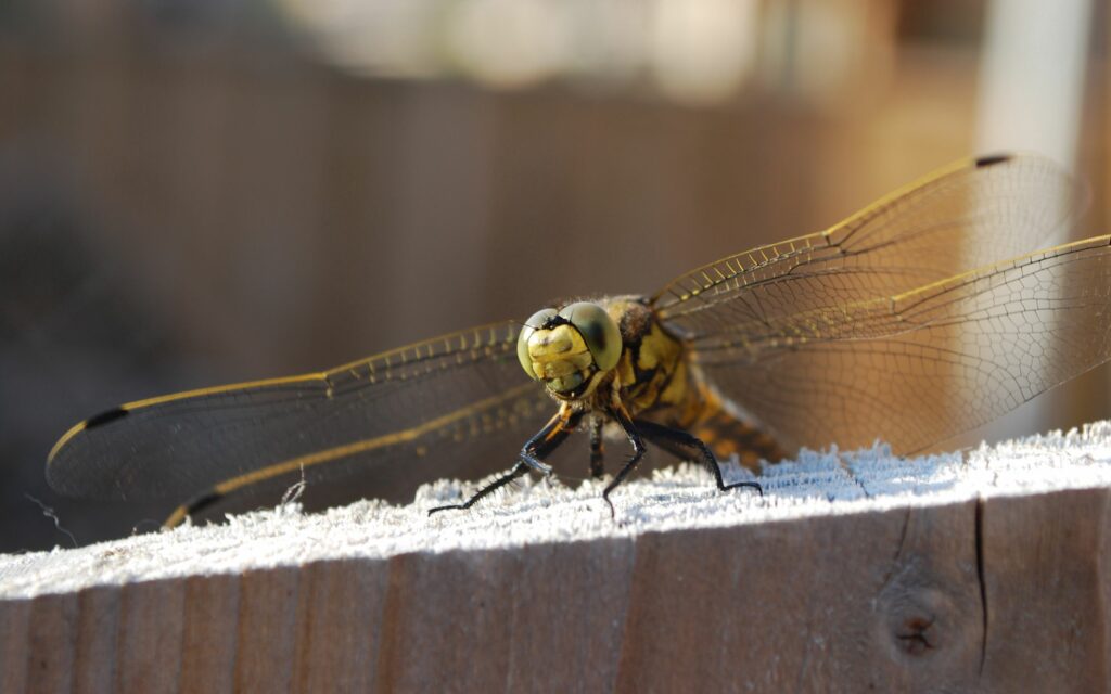 Close-Up of Dragonfly on Wood: Intricate Wings & Patterns Wallpaper