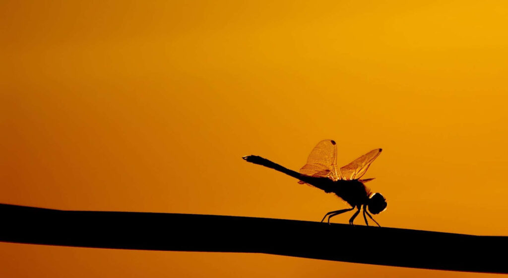 Serene Dragonfly Silhouette Wallpaper Against Golden Sunset Background