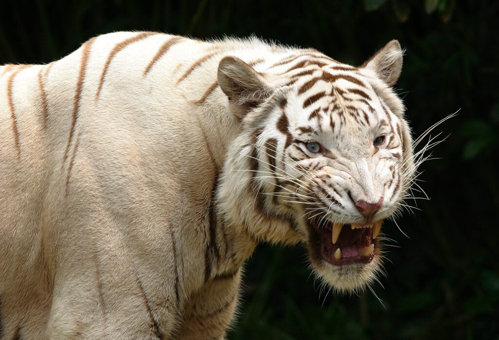 Albino Tiger Wallpaper: Fierce Predator in Stunning Wild Scene