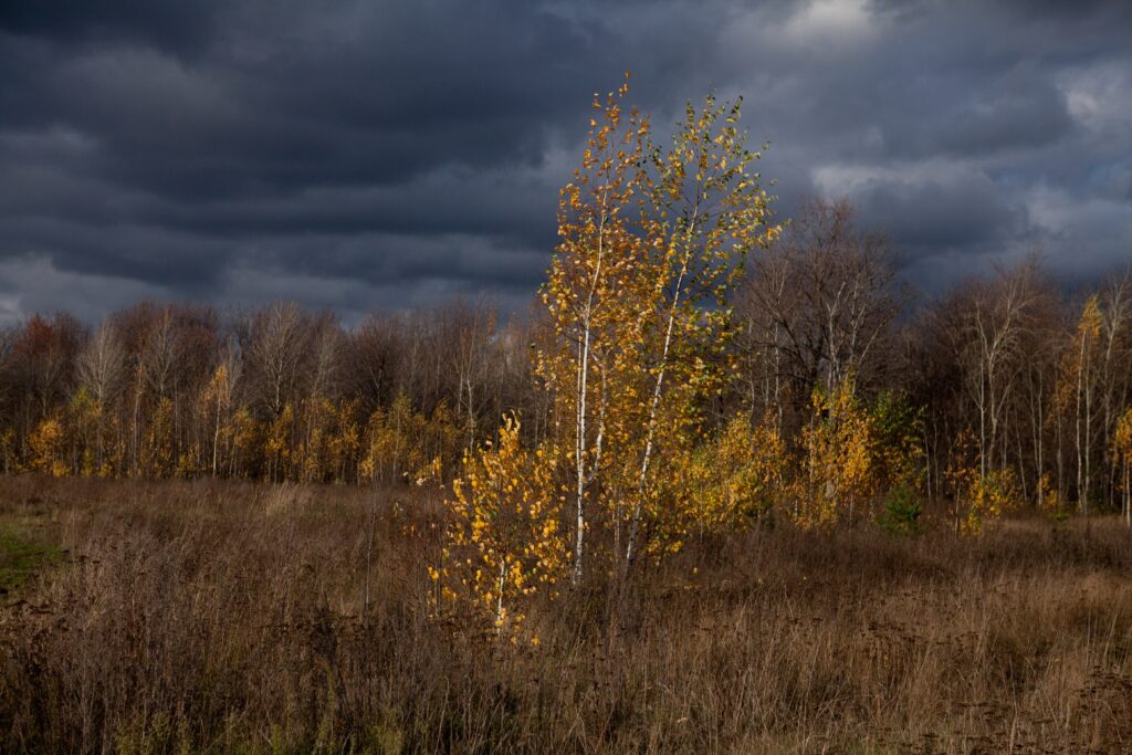 Autumn landscape wallpaper with golden trees dark cloudy sky and vibrant fall foliage background