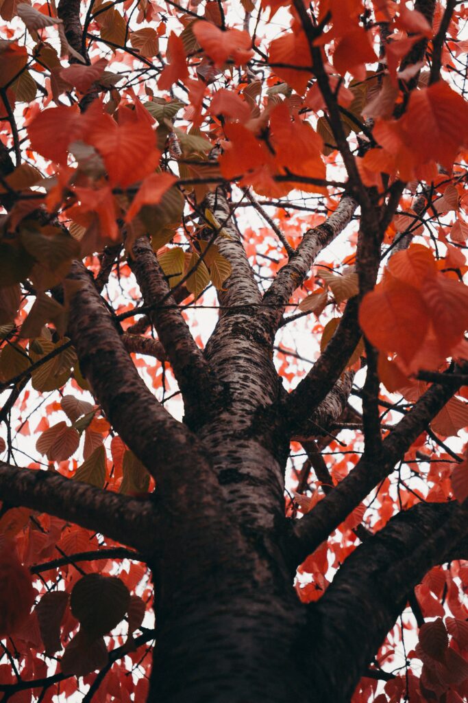 Upward view of tree with textured branches and vibrant red autumn leaves autumn wallpaper background