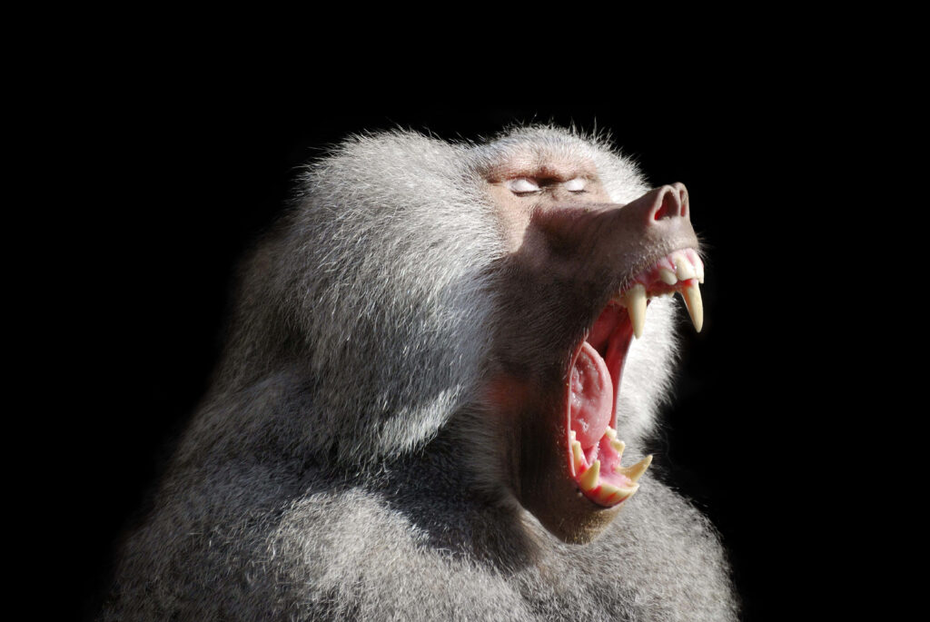 Baboon yawning with sharp teeth on black background dramatic expressive wildlife wallpaper