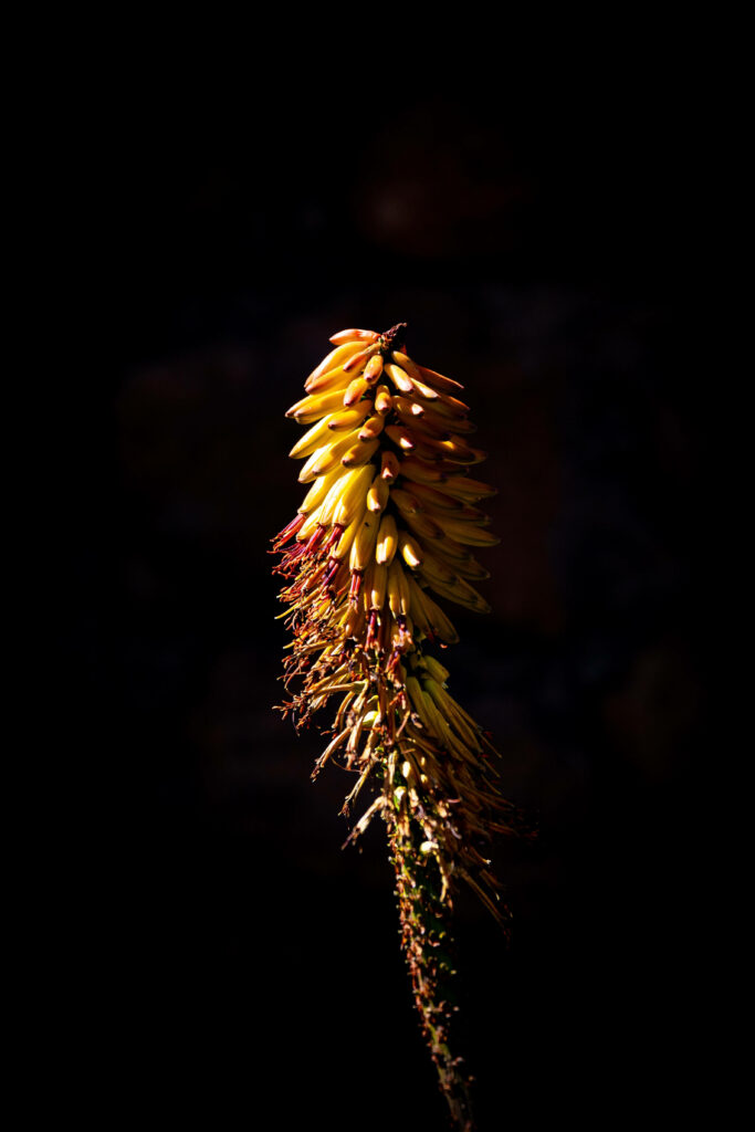Vibrant banana bunch on single stalk illuminated against dark background natural wallpaper