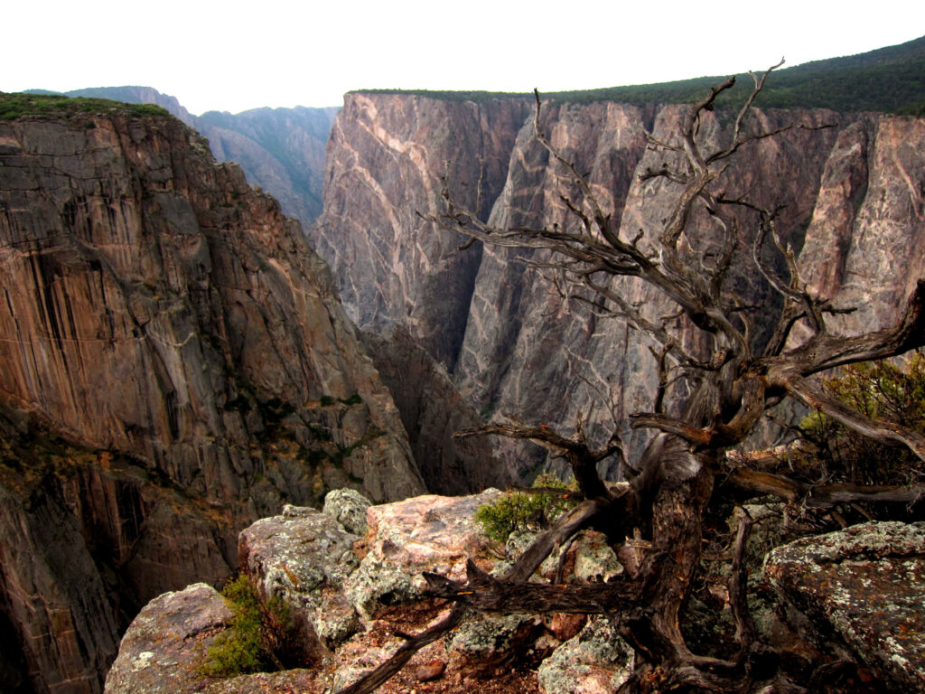 Dramatic Black Canyon cliffs with rugged rocks and weathered tree showcasing natural grandeur Wallpaper