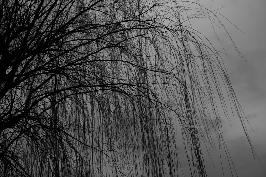 Moody Black & White Willow Tree Wallpaper: Striking Silhouette