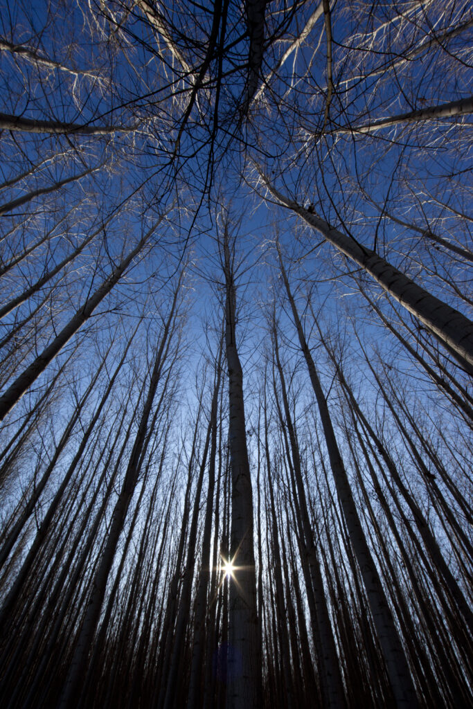 Bottom view of tall leafless trees with intricate branches under clear blue sky and sun rays Wallpaper